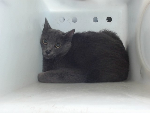 Shelter Stray Female Cat last seen Near BLOCK CALLE CUERVO NW 87114, Albuquerque, NM 87121