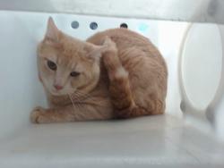 Shelter Stray Unknown Cat last seen Near BLOCK CLAIRE LN SW 87121, Albuquerque, NM 87121