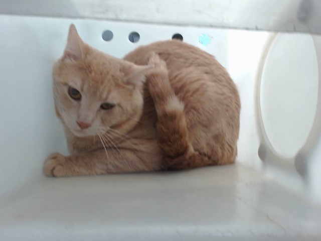 Shelter Stray Unknown Cat last seen Near BLOCK CLAIRE LN SW 87121, Albuquerque, NM 87121