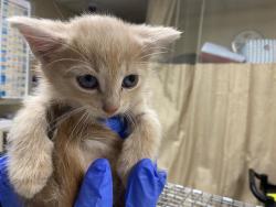 Shelter Stray Male Cat last seen , Milwaukee, WI 53215