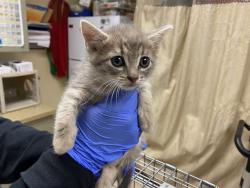 Shelter Stray Female Cat last seen , Milwaukee, WI 53215