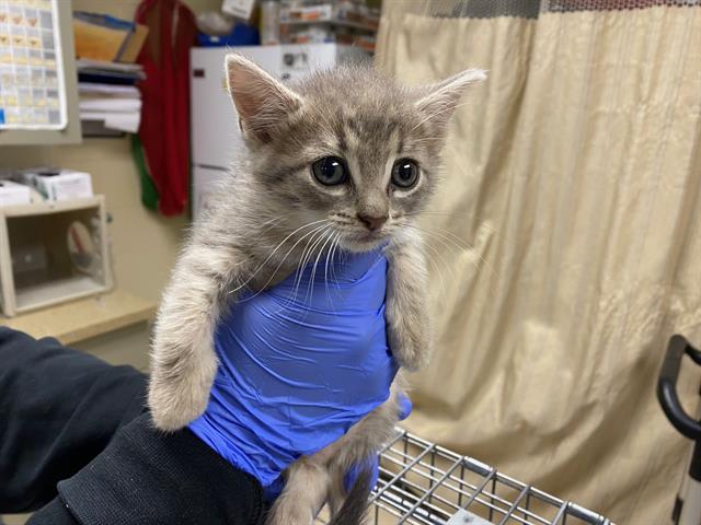 Shelter Stray Female Cat last seen , Milwaukee, WI 53215
