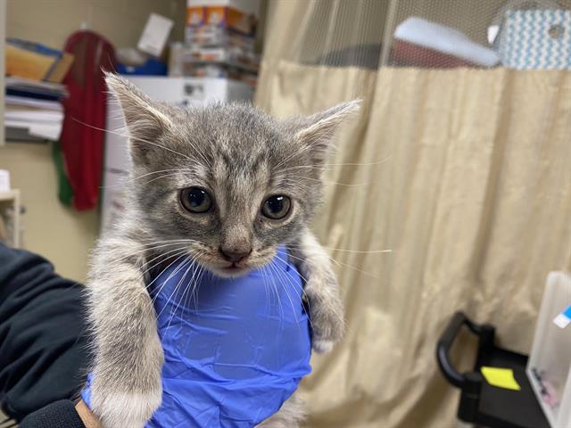 Shelter Stray Male Cat last seen , Milwaukee, WI 53215