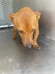 Shelter Stray Male Dog last seen Near FRUITVALE AVE, BAKERSFIELD CA 93308, Bakersfield, CA 93308