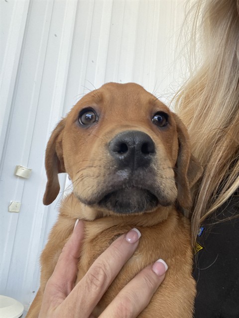 Shelter Stray Male Dog last seen Near BLOCK TYLER ST, TAFT CA 93268, Bakersfield, CA 93308