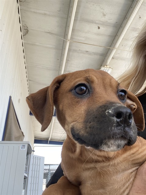 Shelter Stray Female Dog last seen Near BLOCK TYLER ST, TAFT CA 93268, Bakersfield, CA 93308
