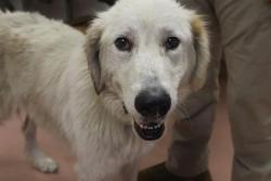 Shelter Stray Female Dog last seen Near BLOCK GREEN OAK RD, Columbia, SC 29209
