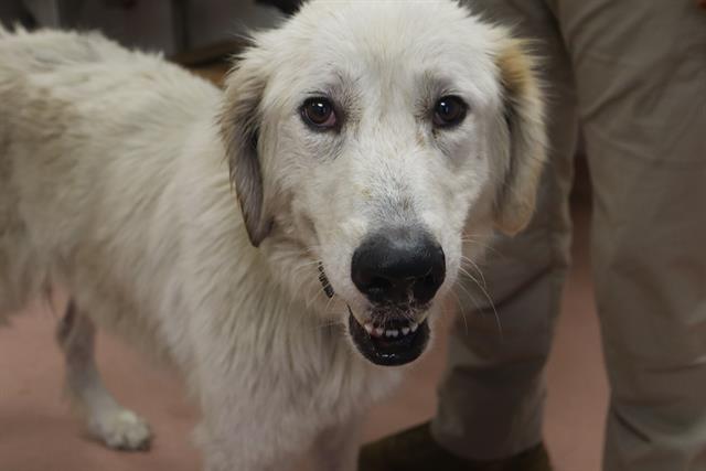 Shelter Stray Female Dog last seen Near BLOCK GREEN OAK RD, Columbia, SC 29209