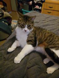 Lost Male Cat last seen N1438 790th st, Hager City, WI 54014