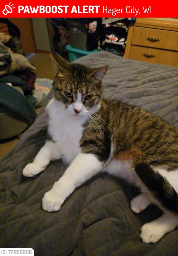 Lost Male Cat last seen N1438 790th st, Hager City, WI 54014