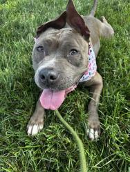 Shelter Stray Female Dog last seen CHARLOTTE, Charlotte, NC 28217