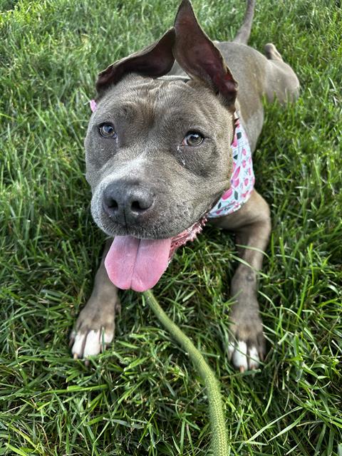 Shelter Stray Female Dog last seen CHARLOTTE, Charlotte, NC 28217