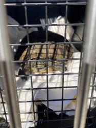 Shelter Stray Unknown Other last seen Near , Indianapolis, IN 46221