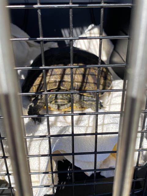 Shelter Stray Unknown Other last seen Near , Indianapolis, IN 46221