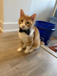 Reunited Male Cat last seen Near W Belmont Ave, Chicago, IL 60618, USA, Chicago, IL 60618