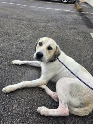 Shelter Stray Male Dog last seen Near BLOCK FOXHILL CT/ PULASKI PIKE, Huntsville, AL 35805