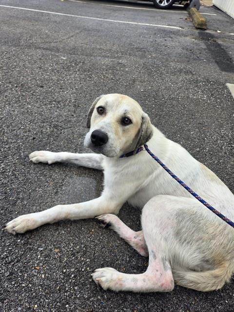 Shelter Stray Male Dog last seen Near BLOCK FOXHILL CT/ PULASKI PIKE, Huntsville, AL 35805