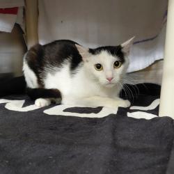 Shelter Stray Female Cat last seen 8TH AVE SW, Huntsville, AL 35805