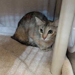 Shelter Stray Female Cat last seen 8TH AVE SW, Huntsville, AL 35805