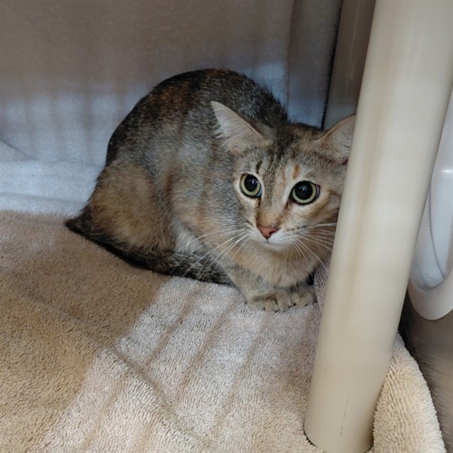 Shelter Stray Female Cat last seen 8TH AVE SW, Huntsville, AL 35805