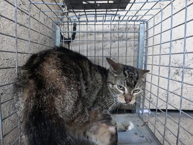 Shelter Stray Unknown Cat last seen Near BLOCK NE 9 AV, FORT LAUDERDALE FL 33304, Davie, FL 33312