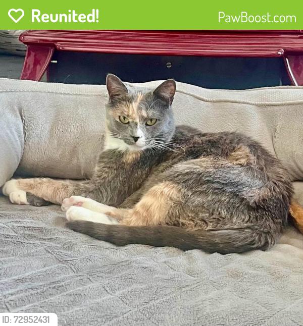 Reunited Female Cat last seen Mountaindale Rd. between Bethel and Putman, Thurmont, MD 21788
