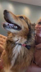 Reunited Unknown Dog last seen Near NW Thompson rd , Portland, OR 97229