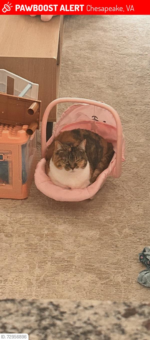 Lost Female Cat last seen Portsmouth blvd, Chesapeake, VA 23321