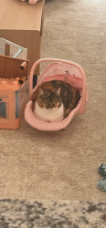 Lost Female Cat last seen Portsmouth blvd, Chesapeake, VA 23321