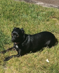 Reunited Female Dog last seen 320th & 21st street, Federal Way, WA 98003