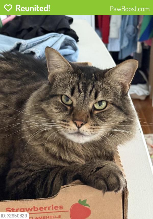 Reunited Male Cat last seen Chedworth and Camborne, Charlotte, NC 28210