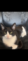 Reunited Female Cat last seen N Osceola Ave/ W Gregory St/ Harwood Heights, Chicago, IL 60656