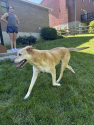 Reunited Unknown Dog last seen Saxton and Nordan, West Chester Township, OH 45069