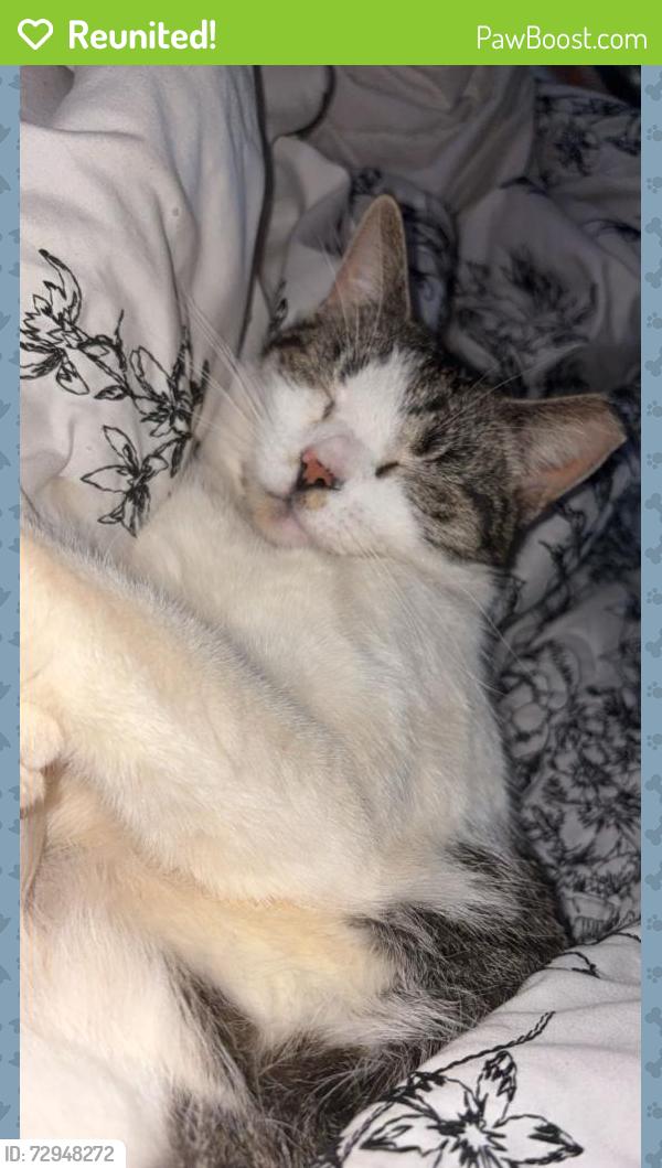 Reunited Male Cat last seen Duncan Rd, Travelers Rest, SC 29690, USA, Travelers Rest, SC 29690