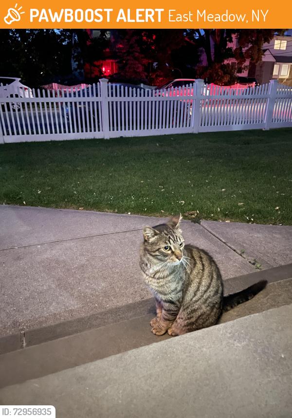 Found/Stray Unknown Cat last seen 2nd Ave & Newbridge, East Meadow, NY 11554