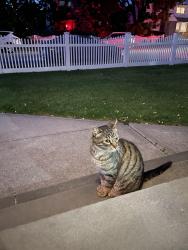 Found/Stray Unknown Cat last seen 2nd Ave & Newbridge, East Meadow, NY 11554