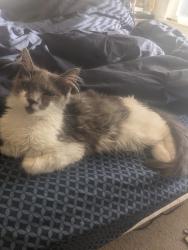 Lost Female Cat last seen North Lane and Saklan Road Hayward CA 94545, Hayward, CA 94545