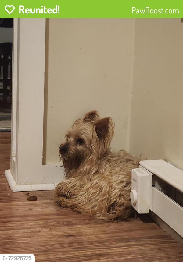 Reunited Unknown Dog last seen Arnold St & Grant St, Buffalo, NY 14213