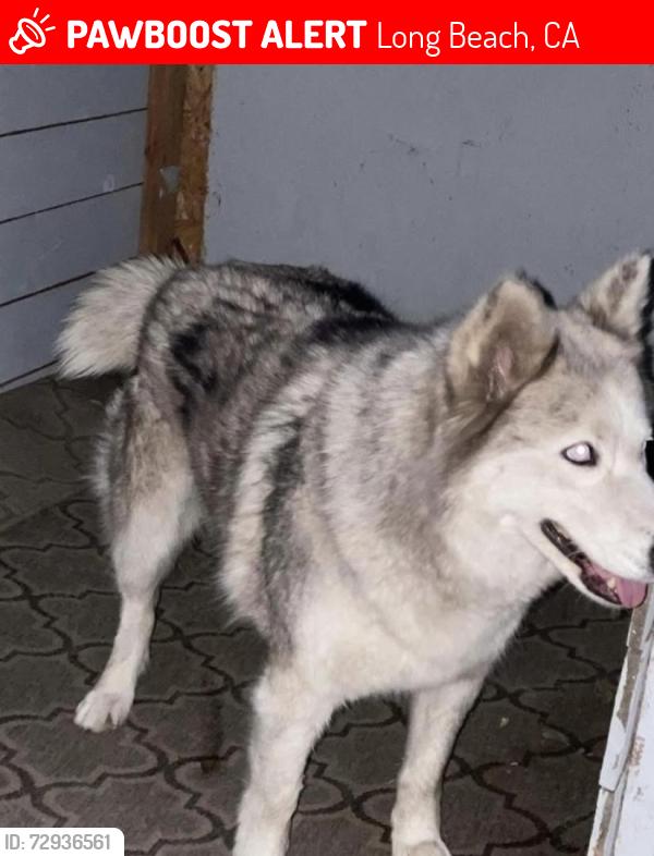 Lost Female Dog last seen E Hill Street and 21st , Long Beach, CA 90755