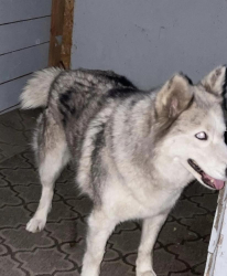 Lost Female Dog last seen E Hill Street and 21st , Long Beach, CA 90755