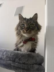 Lost Male Cat last seen Summerwood Neighborhood , Panama City Beach, FL 32413