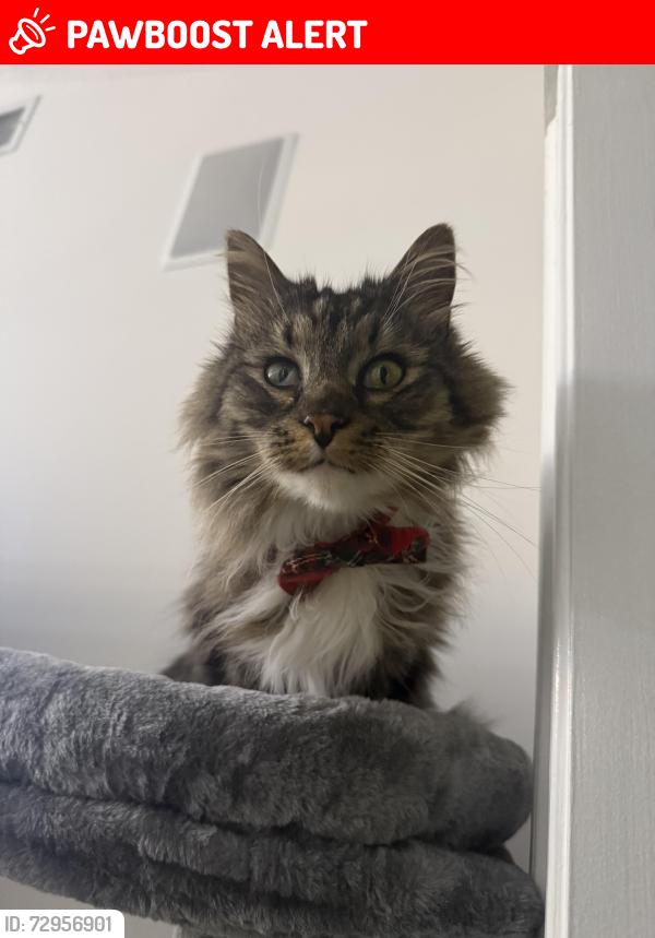 Lost Male Cat last seen Summerwood Neighborhood , Panama City Beach, FL 32413