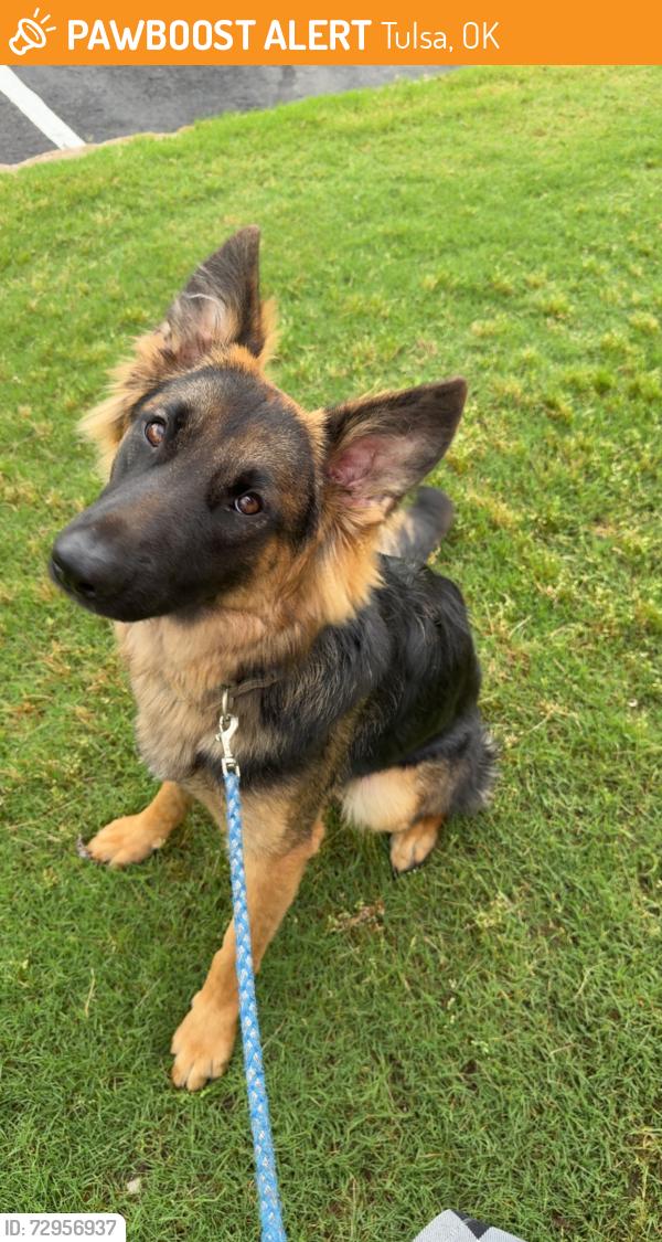 Found/Stray Male Dog last seen 11th and admiral back road , Tulsa, OK 74103