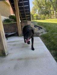 Reunited Male Dog last seen Saxton and nordan, West Chester Township, OH 45069