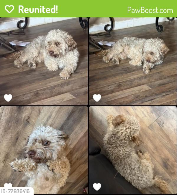 Reunited Male Dog last seen Amarillo Blvd Toot’n Totum in front of women’s and Children’s , Amarillo, TX 79107