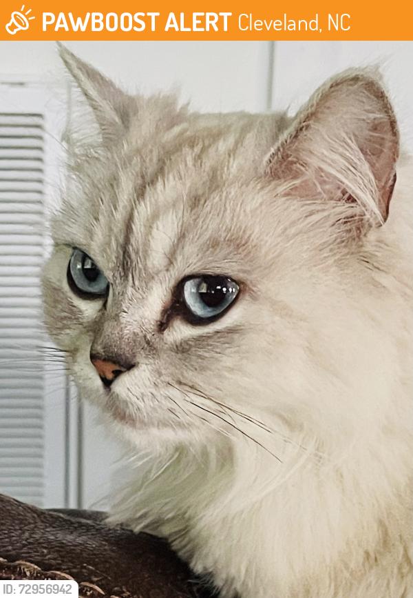 Found/Stray Female Cat last seen Amity Hill Rd/Cal Kennedy Rd, Cleveland, NC 27013