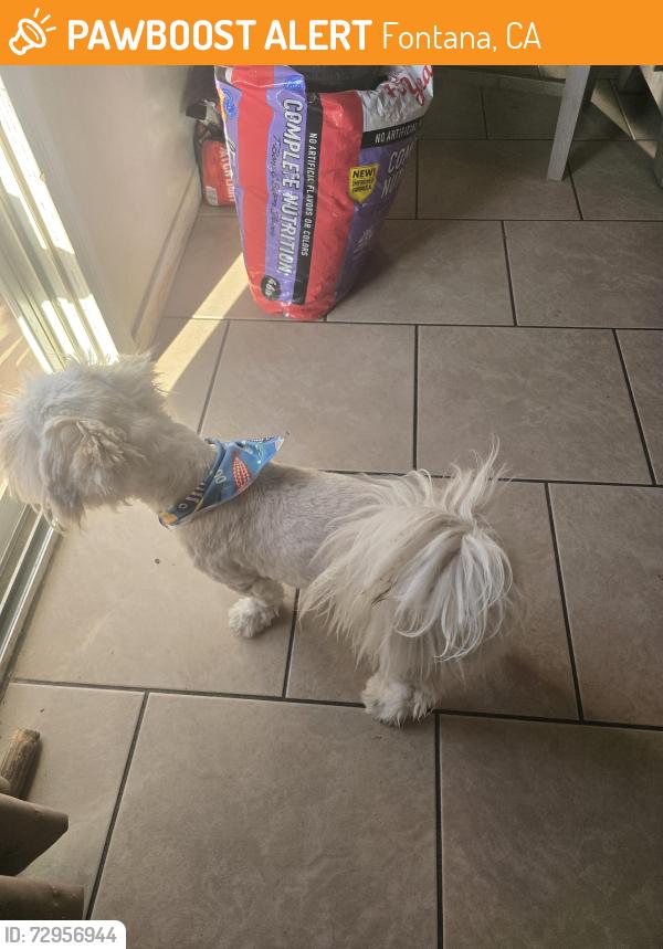 Found/Stray Male Dog last seen Fontana, Fontana, CA 92335