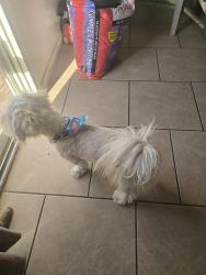 Found/Stray Male Dog last seen Fontana, Fontana, CA 92335