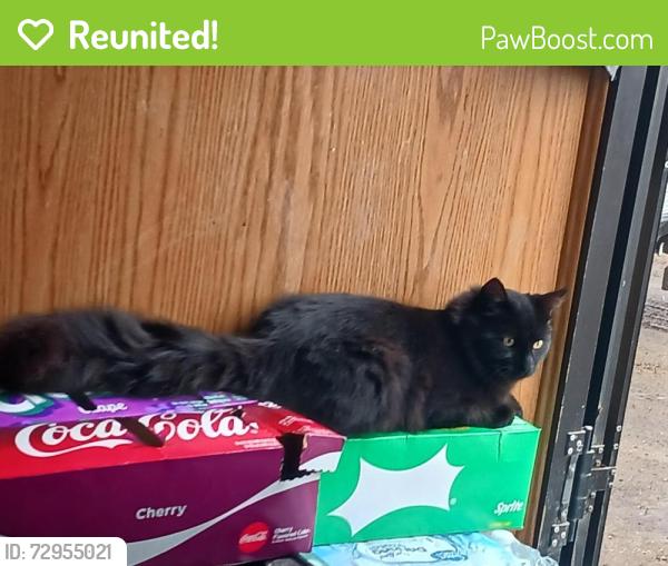 Reunited Male Cat last seen Highway 12 and buffalo Ave , Montrose, MN 55363