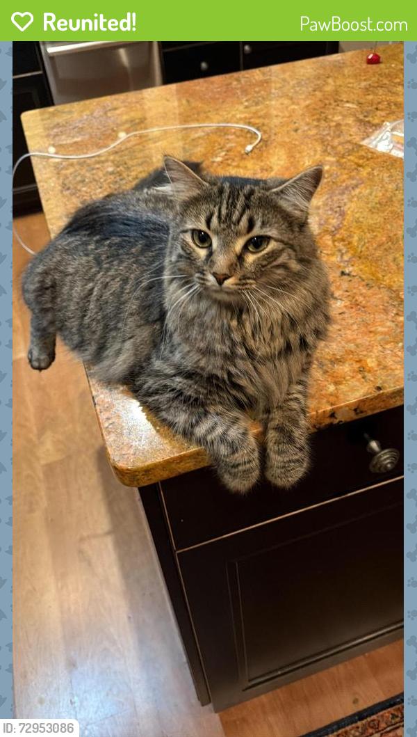 Reunited Male Cat last seen Brookview/Cedar Falls Rd, Chapel Hill, NC 27514